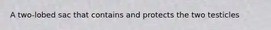 A two-lobed sac that contains and protects the two testicles