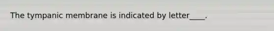 The tympanic membrane is indicated by letter____.