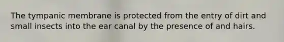 The tympanic membrane is protected from the entry of dirt and small insects into the ear canal by the presence of and hairs.