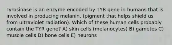 Tyrosinase is an enzyme encoded by TYR gene in humans that is involved in producing melanin, (pigment that helps shield us from ultraviolet radiation). Which of these human cells probably contain the TYR gene? A) skin cells (melanocytes) B) gametes C) muscle cells D) bone cells E) neurons