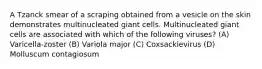 A Tzanck smear of a scraping obtained from a vesicle on the skin demonstrates multinucleated giant cells. Multinucleated giant cells are associated with which of the following viruses? (A) Varicella-zoster (B) Variola major (C) Coxsackievirus (D) Molluscum contagiosum