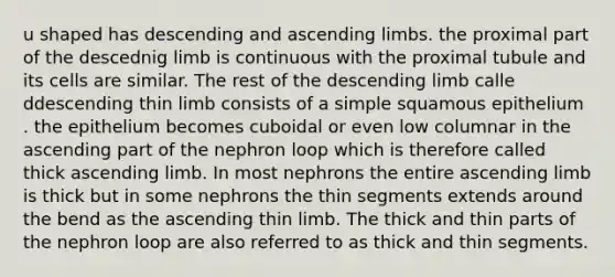 u shaped has descending and ascending limbs. the proximal part of the descednig limb is continuous with the proximal tubule and its cells are similar. The rest of the descending limb calle ddescending thin limb consists of a simple squamous epithelium . the epithelium becomes cuboidal or even low columnar in the ascending part of the nephron loop which is therefore called thick ascending limb. In most nephrons the entire ascending limb is thick but in some nephrons the thin segments extends around the bend as the ascending thin limb. The thick and thin parts of the nephron loop are also referred to as thick and thin segments.