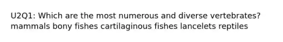 U2Q1: Which are the most numerous and diverse vertebrates? mammals bony fishes cartilaginous fishes lancelets reptiles