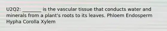 U2Q2: ________ is the vascular tissue that conducts water and minerals from a plant's roots to its leaves. Phloem Endosperm Hypha Corolla Xylem