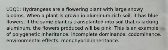 U3Q1: Hydrangeas are a flowering plant with large showy blooms. When a plant is grown in aluminum-rich soil, it has blue flowers; if the same plant is transplanted into soil that is lacking aluminum, the flowers produced will be pink. This is an example of polygenetic inheritance. incomplete dominance. codominance. environmental effects. monohybrid inheritance.