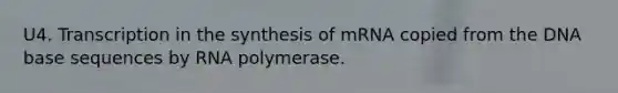 U4. Transcription in the synthesis of mRNA copied from the DNA base sequences by RNA polymerase.