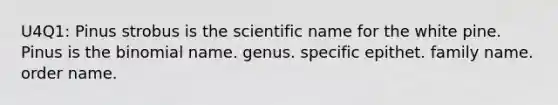 U4Q1: Pinus strobus is the scientific name for the white pine. Pinus is the binomial name. genus. specific epithet. family name. order name.