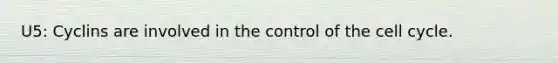 U5: Cyclins are involved in the control of the cell cycle.