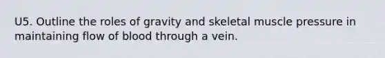 U5. Outline the roles of gravity and skeletal muscle pressure in maintaining flow of blood through a vein.