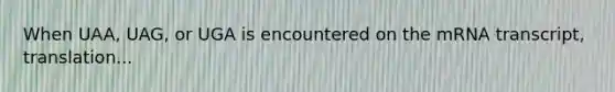 When UAA, UAG, or UGA is encountered on the mRNA transcript, translation...