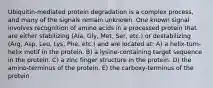 Ubiquitin-mediated protein degradation is a complex process, and many of the signals remain unknown. One known signal involves recognition of amino acids in a processed protein that are either stabilizing (Ala, Gly, Met, Ser, etc.) or destabilizing (Arg, Asp, Leu, Lys, Phe, etc.) and are located at: A) a helix-turn-helix motif in the protein. B) a lysine-containing target sequence in the protein. C) a zinc finger structure in the protein. D) the amino-terminus of the protein. E) the carboxy-terminus of the protein