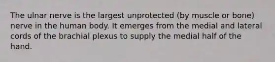 The ulnar nerve is the largest unprotected (by muscle or bone) nerve in the human body. It emerges from the medial and lateral cords of the brachial plexus to supply the medial half of the hand.