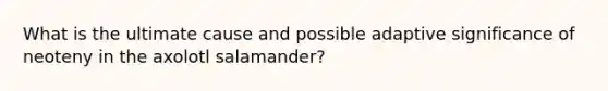 What is the ultimate cause and possible adaptive significance of neoteny in the axolotl salamander?