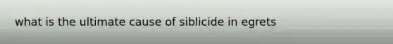 what is the ultimate cause of siblicide in egrets