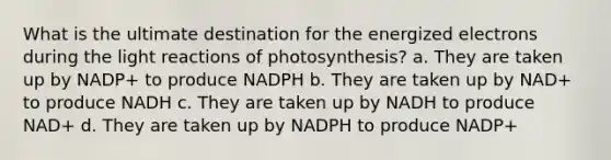 What is the ultimate destination for the energized electrons during the light reactions of photosynthesis? a. They are taken up by NADP+ to produce NADPH b. They are taken up by NAD+ to produce NADH c. They are taken up by NADH to produce NAD+ d. They are taken up by NADPH to produce NADP+