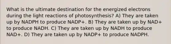 What is the ultimate destination for the energized electrons during the <a href='https://www.questionai.com/knowledge/kSUoWrrvoC-light-reactions' class='anchor-knowledge'>light reactions</a> of photosynthesis? A) They are taken up by NADPH to produce NADP+. B) They are taken up by NAD+ to produce NADH. C) They are taken up by NADH to produce NAD+. D) They are taken up by NADP+ to produce NADPH.