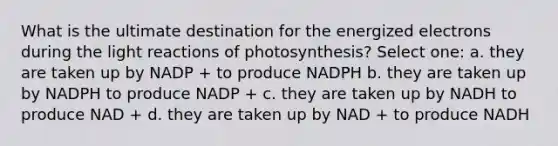 What is the ultimate destination for the energized electrons during the light reactions of photosynthesis? Select one: a. they are taken up by NADP + to produce NADPH b. they are taken up by NADPH to produce NADP + c. they are taken up by NADH to produce NAD + d. they are taken up by NAD + to produce NADH