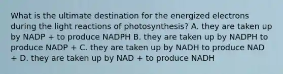 What is the ultimate destination for the energized electrons during the light reactions of photosynthesis? A. they are taken up by NADP + to produce NADPH B. they are taken up by NADPH to produce NADP + C. they are taken up by NADH to produce NAD + D. they are taken up by NAD + to produce NADH