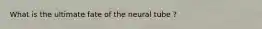 What is the ultimate fate of the neural tube ?