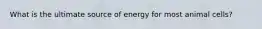 What is the ultimate source of energy for most animal cells?