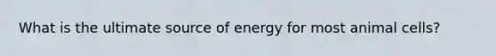 What is the ultimate source of energy for most animal cells?