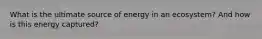 What is the ultimate source of energy in an ecosystem? And how is this energy captured?