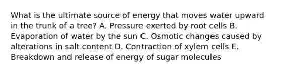 What is the ultimate source of energy that moves water upward in the trunk of a tree? A. Pressure exerted by root cells B. Evaporation of water by the sun C. Osmotic changes caused by alterations in salt content D. Contraction of xylem cells E. Breakdown and release of energy of sugar molecules