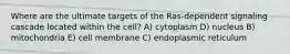 Where are the ultimate targets of the Ras-dependent signaling cascade located within the cell? A) cytoplasm D) nucleus B) mitochondria E) cell membrane C) endoplasmic reticulum