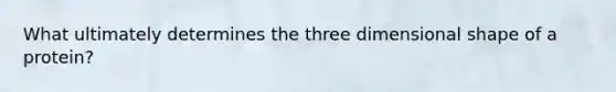 What ultimately determines the three dimensional shape of a protein?