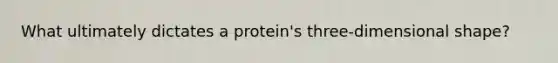 What ultimately dictates a protein's three-dimensional shape?