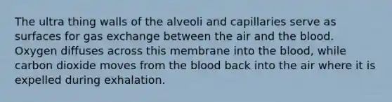 The ultra thing walls of the alveoli and capillaries serve as surfaces for gas exchange between the air and the blood. Oxygen diffuses across this membrane into the blood, while carbon dioxide moves from the blood back into the air where it is expelled during exhalation.