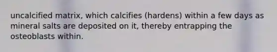 uncalcified matrix, which calcifies (hardens) within a few days as mineral salts are deposited on it, thereby entrapping the osteoblasts within.