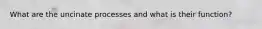 What are the uncinate processes and what is their function?