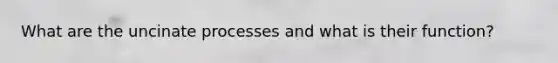 What are the uncinate processes and what is their function?