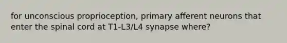 for unconscious proprioception, primary afferent neurons that enter the spinal cord at T1-L3/L4 synapse where?