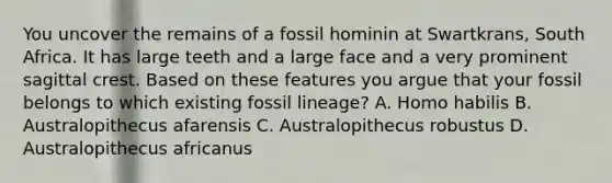 You uncover the remains of a fossil hominin at Swartkrans, South Africa. It has large teeth and a large face and a very prominent sagittal crest. Based on these features you argue that your fossil belongs to which existing fossil lineage? A. <a href='https://www.questionai.com/knowledge/kG3hgw3hYa-homo-habilis' class='anchor-knowledge'>homo habilis</a> B. Australopithecus afarensis C. Australopithecus robustus D. Australopithecus africanus