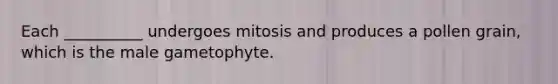 Each __________ undergoes mitosis and produces a pollen grain, which is the male gametophyte.