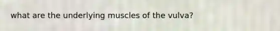 what are the underlying muscles of the vulva?