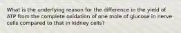 What is the underlying reason for the difference in the yield of ATP from the complete oxidation of one mole of glucose in nerve cells compared to that in kidney cells?