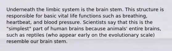 Underneath the limbic system is <a href='https://www.questionai.com/knowledge/kLMtJeqKp6-the-brain' class='anchor-knowledge'>the brain</a> stem. This structure is responsible for basic vital life functions such as breathing, heartbeat, and <a href='https://www.questionai.com/knowledge/kD0HacyPBr-blood-pressure' class='anchor-knowledge'>blood pressure</a>. Scientists say that this is the "simplest" part of human brains because animals' entire brains, such as reptiles (who appear early on the evolutionary scale) resemble our brain stem.