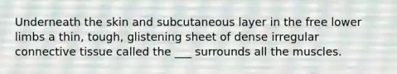 Underneath the skin and subcutaneous layer in the free lower limbs a thin, tough, glistening sheet of dense irregular connective tissue called the ___ surrounds all the muscles.