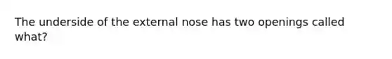 The underside of the external nose has two openings called what?