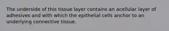 The underside of this tissue layer contains an acellular layer of adhesives and with which the epithelial cells anchor to an underlying connective tissue.