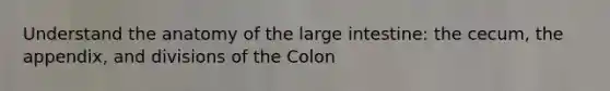 Understand the anatomy of the large intestine: the cecum, the appendix, and divisions of the Colon