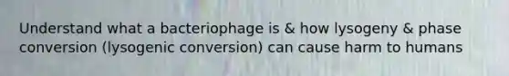 Understand what a bacteriophage is & how lysogeny & phase conversion (lysogenic conversion) can cause harm to humans