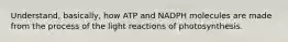 Understand, basically, how ATP and NADPH molecules are made from the process of the light reactions of photosynthesis.