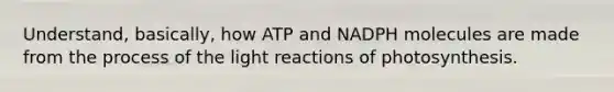 Understand, basically, how ATP and NADPH molecules are made from the process of the <a href='https://www.questionai.com/knowledge/kSUoWrrvoC-light-reactions' class='anchor-knowledge'>light reactions</a> of photosynthesis.