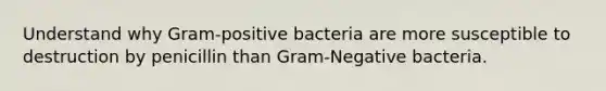 Understand why Gram-positive bacteria are more susceptible to destruction by penicillin than Gram-Negative bacteria.