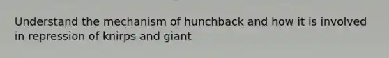 Understand the mechanism of hunchback and how it is involved in repression of knirps and giant