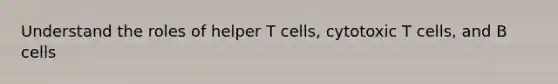 Understand the roles of helper T cells, cytotoxic T cells, and B cells